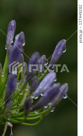 アガパンサスのつぼみと水滴待ち受け画像 137449282