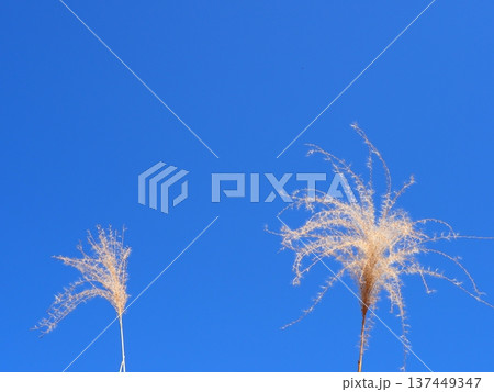 青空に映えるススキ コピースペース 清々しい青を楽しむ 青空に映えるススキ コピースペース 清々しい青を楽しむ 137449347