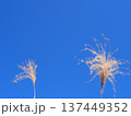 青空に映えるススキ　コピースペース　清々しい青を楽しむ 137449352