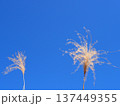 青空に映えるススキ　コピースペース　清々しい青を楽しむ 137449355