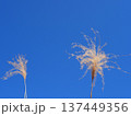青空に映えるススキ　コピースペース　清々しい青を楽しむ 137449356