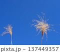 青空に映えるススキ　コピースペース　清々しい青を楽しむ 137449357