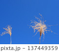青空に映えるススキ　コピースペース　清々しい青を楽しむ 137449359