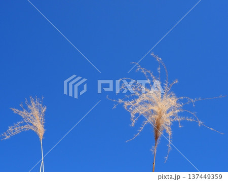 青空に映えるススキ　コピースペース　清々しい青を楽しむ 137449359