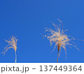 青空に映えるススキ　コピースペース　清々しい青を楽しむ 137449364