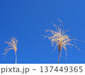 青空に映えるススキ　コピースペース　清々しい青を楽しむ 137449365