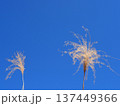 青空に映えるススキ　コピースペース　清々しい青を楽しむ 137449366