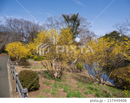 春の公園に咲くサンシュユと園路 早春の風景 春の公園に咲くサンシュユと園路 早春の風景 137449406