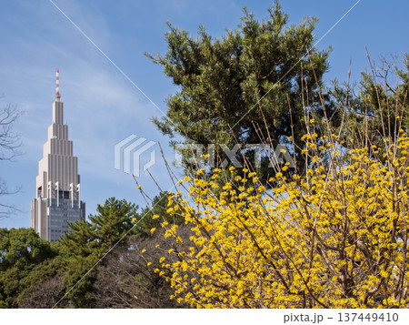 春の都市風景 高層ビルとサンシュユの黄色い花 春の都市風景 高層ビルとサンシュユの黄色い花 137449410