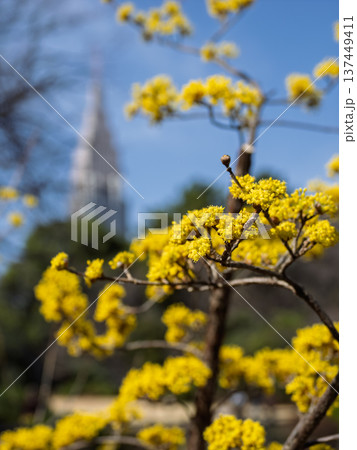 サンシュユの花と都市のボケ背景 春のイメージ サンシュユの花と都市のボケ背景 春のイメージ 137449411