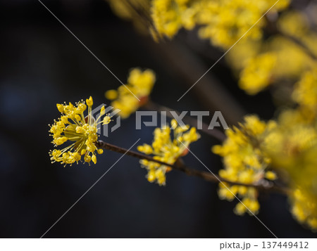 サンシュユの小さな黄色い花　早春の植物 137449412