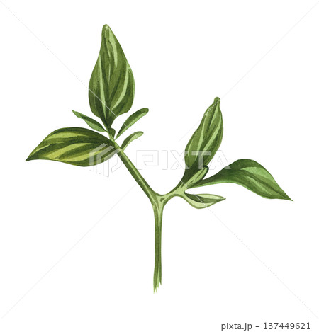 A hand-drawn watercolor drawing of a green pepper sprout. Watercolor illustration of a pepper branch for culinary design, organic product packaging, and menu design. Isolated on a white background. 137449621