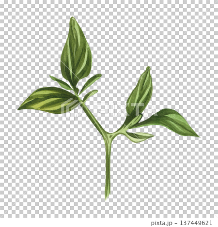 A hand-drawn watercolor drawing of a green pepper sprout. Watercolor illustration of a pepper branch for culinary design, organic product packaging, and menu design. Isolated on a white background. A hand-drawn watercolor drawing of a green pepper sprout. Watercolor illustration of a pepper branch for culinary design, organic product packaging, and menu design. Isolated on a white background. 137449621