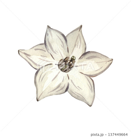 White pepper flower isolated on a white background. Hand-drawn watercolor pepper blossom isolated on a white background. Vegetable garden element for culinary design and organic food concepts. White pepper flower isolated on a white background. Hand-drawn watercolor pepper blossom isolated on a white background. Vegetable garden element for culinary design and organic food concepts. 137449664