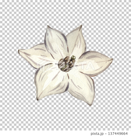 White pepper flower isolated on a white background. Hand-drawn watercolor pepper blossom isolated on a white background. Vegetable garden element for culinary design and organic food concepts. White pepper flower isolated on a white background. Hand-drawn watercolor pepper blossom isolated on a white background. Vegetable garden element for culinary design and organic food concepts. 137449664