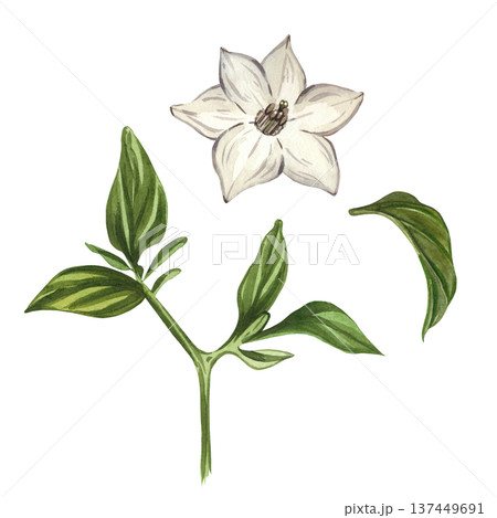 Watercolor illustration of a white flower and green leaves of a hot pepper. All objects are hand-painted with watercolors. A natural plant-based ingredient for culinary design, gardening concepts. 137449691