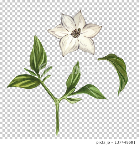 Watercolor illustration of a white flower and green leaves of a hot pepper. All objects are hand-painted with watercolors. A natural plant-based ingredient for culinary design, gardening concepts. Watercolor illustration of a white flower and green leaves of a hot pepper. All objects are hand-painted with watercolors. A natural plant-based ingredient for culinary design, gardening concepts. 137449691