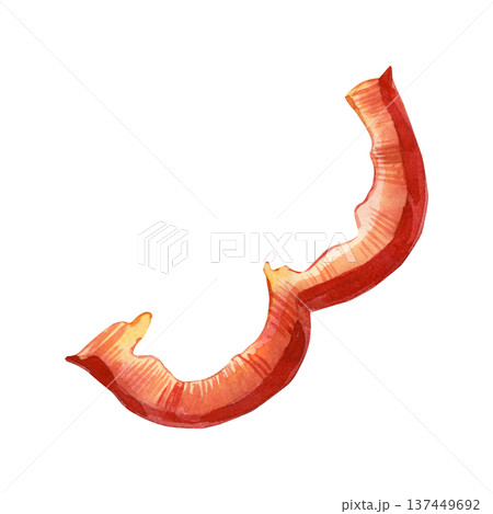 A hand-drawn watercolor drawing of a red bell pepper slice. A fresh piece of bell pepper for healthy cooking and vegetarian meals. Suitable for recipes, menus, and product packaging. 137449692