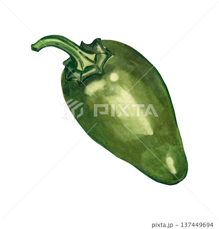 Green jalapeno pepper on a white background. Hand-painted watercolor illustration. This vegetable is perfect for spicy food menus, seasoning packaging, and organic food concepts. 137449694