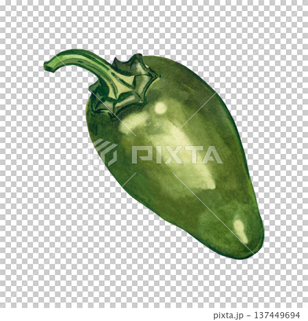Green jalapeno pepper on a white background. Hand-painted watercolor illustration. This vegetable is perfect for spicy food menus, seasoning packaging, and organic food concepts. 137449694