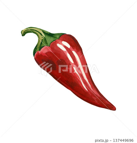 A hand-painted watercolor red jalapeno pepper isolated on a white background. This fresh, spicy vegetable is perfect for food packaging, canned goods, deli items, and menus. 137449696