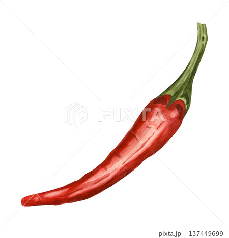 A hand-drawn watercolor red chili pepper on a white background. This illustration is perfect for recipes, menus, food packaging, and restaurants. A hand-drawn watercolor red chili pepper on a white background. This illustration is perfect for recipes, menus, food packaging, and restaurants. 137449699