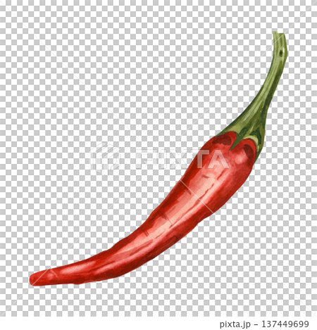 A hand-drawn watercolor red chili pepper on a white background. This illustration is perfect for recipes, menus, food packaging, and restaurants. A hand-drawn watercolor red chili pepper on a white background. This illustration is perfect for recipes, menus, food packaging, and restaurants. 137449699
