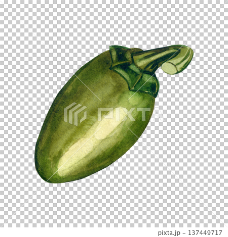 A hand-drawn watercolor green jalapeno pepper isolated on a white background. Organic hot spice for healthy eating and culinary design, menus, and product packaging. A hand-drawn watercolor green jalapeno pepper isolated on a white background. Organic hot spice for healthy eating and culinary design, menus, and product packaging. 137449717