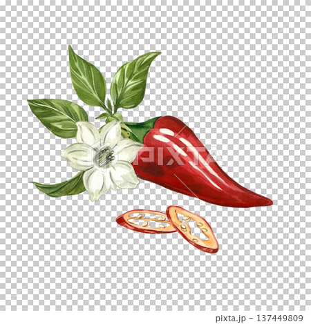 Red jalapeno pepper with leaves, white flower, and sliced pepper pieces. All hand-painted in watercolor. Watercolor illustration of organic hot peppers for culinary design, menus, and kitchen decor. 137449809