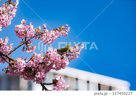 桜の木にとまるメジロ 桜の木にとまるメジロ 137450227