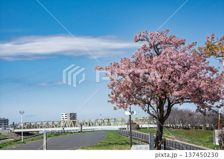 江戸川堤の桜のある風景 江戸川堤の桜のある風景 137450230