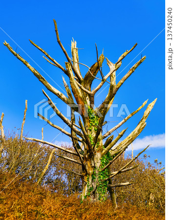 A large dead tree with gnarled branches and green ivy climbing its trunk stands in a field of brown foliage under a bright blue sky during a clear winter day. A large dead tree with gnarled branches and green ivy climbing its trunk stands in a field of brown foliage under a bright blue sky during a clear winter day. 137450240