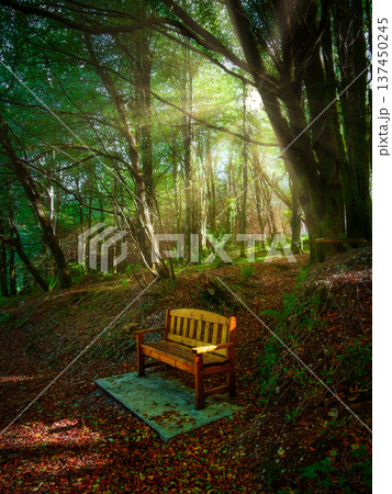 Sunlight filtering through tall trees illuminates an empty wooden bench in a quiet autumn forest setting. 137450245