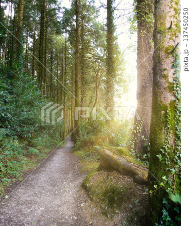 A narrow dirt path leads into a dense forest, lined by towering green trees and lush undergrowth. Bright sunlight filters through the canopy, casting a warm glow on the woodland scene. 137450250