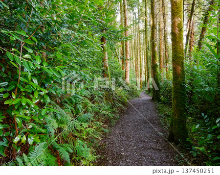 A narrow gravel path leads deep into a lush, vibrant green forest. Tall, moss-covered tree trunks stand on both sides, while dense undergrowth of ferns and bushes creates a rich natural environment. A narrow gravel path leads deep into a lush, vibrant green forest. Tall, moss-covered tree trunks stand on both sides, while dense undergrowth of ferns and bushes creates a rich natural environment. 137450251