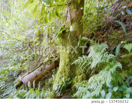 Sunlight filters through the canopy, illuminating a vibrant, mossy forest scene. Sunlight filters through the canopy, illuminating a vibrant, mossy forest scene. 137450252