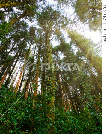 A secluded woodland scene featuring moss-covered trunks and vibrant foliage. A secluded woodland scene featuring moss-covered trunks and vibrant foliage. 137450253