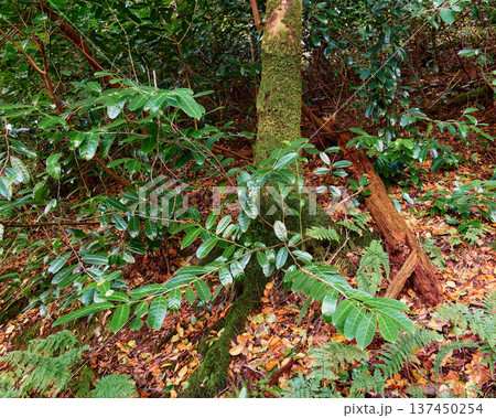 Dense forest floor features a thick, moss covered tree trunk rising from a bed of fallen autumn leaves. Lush green ferns and other leafy plants grow around the trunk and a decaying log. Dense forest floor features a thick, moss covered tree trunk rising from a bed of fallen autumn leaves. Lush green ferns and other leafy plants grow around the trunk and a decaying log. 137450254