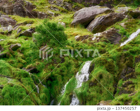 Fresh green vegetation and a small waterfall. 137450257