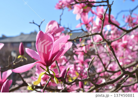 パリ・パレロワイヤルの庭園に咲く木蓮の花 春の風景(2026年3月3日撮影) パリ・パレロワイヤルの庭園に咲く木蓮の花 春の風景(2026年3月3日撮影) 137450881