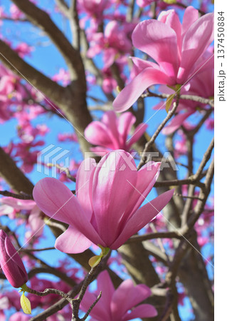 パリ・パレロワイヤルの庭園に咲く木蓮の花 春の風景(2026年3月3日撮影) パリ・パレロワイヤルの庭園に咲く木蓮の花 春の風景(2026年3月3日撮影) 137450884