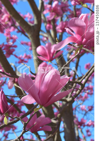 パリ・パレロワイヤルの庭園に咲く木蓮の花 春の風景(2026年3月3日撮影) パリ・パレロワイヤルの庭園に咲く木蓮の花 春の風景(2026年3月3日撮影) 137450886