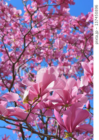 パリ・パレロワイヤルの庭園に咲く木蓮の花 春の風景(2026年3月3日撮影) パリ・パレロワイヤルの庭園に咲く木蓮の花 春の風景(2026年3月3日撮影) 137450896