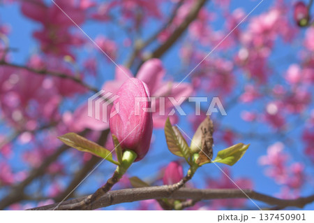 パリ・パレロワイヤルの庭園に咲く木蓮の花　春の風景（2026年3月3日撮影） 137450901