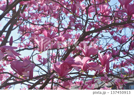 パリ・パレロワイヤルの庭園に咲く木蓮の花　春の風景（2026年3月3日撮影） 137450913