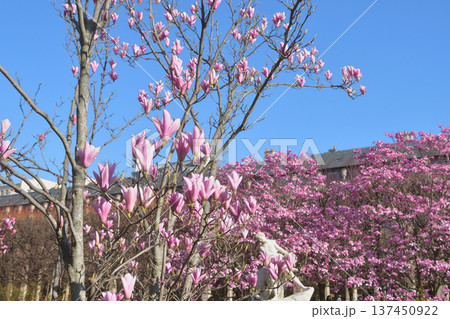 パリ・パレロワイヤルの庭園に咲く木蓮の花 春の風景(2026年3月3日撮影) パリ・パレロワイヤルの庭園に咲く木蓮の花 春の風景(2026年3月3日撮影) 137450922