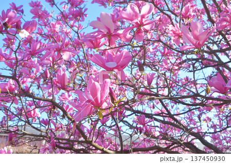 パリ・パレロワイヤルの庭園に咲く木蓮の花 春の風景(2026年3月3日撮影) パリ・パレロワイヤルの庭園に咲く木蓮の花 春の風景(2026年3月3日撮影) 137450930