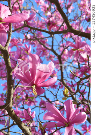 パリ・パレロワイヤルの庭園に咲く木蓮の花　春の風景（2026年3月3日撮影） 137450935
