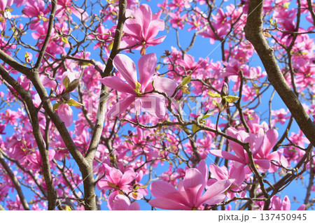 パリ・パレロワイヤルの庭園に咲く木蓮の花　春の風景（2026年3月3日撮影） 137450945