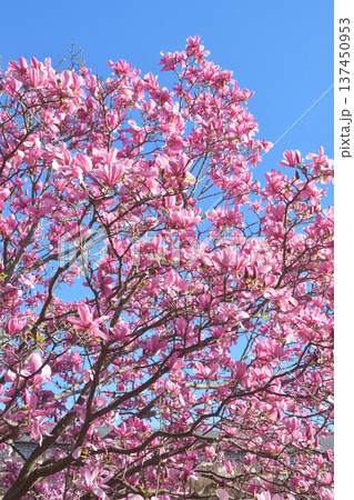 パリ・パレロワイヤルの庭園に咲く木蓮の花 春の風景(2026年3月3日撮影) パリ・パレロワイヤルの庭園に咲く木蓮の花 春の風景(2026年3月3日撮影) 137450953